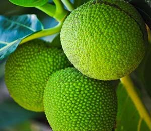 breadfruit