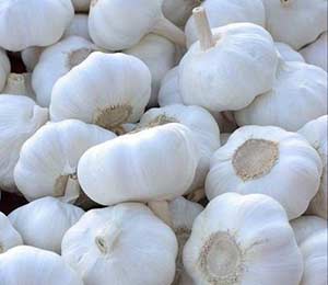 garlic